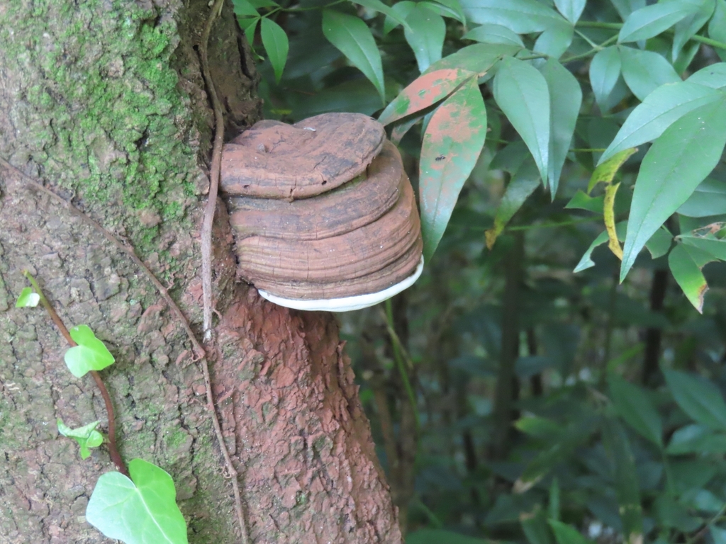 Ganoderma applanatum · June 2023 · photo: © mami_t_t (iNaturalist, cc-by)
