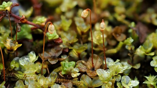 Felt Round Moss (Rhizomnium pseudopunctatum)