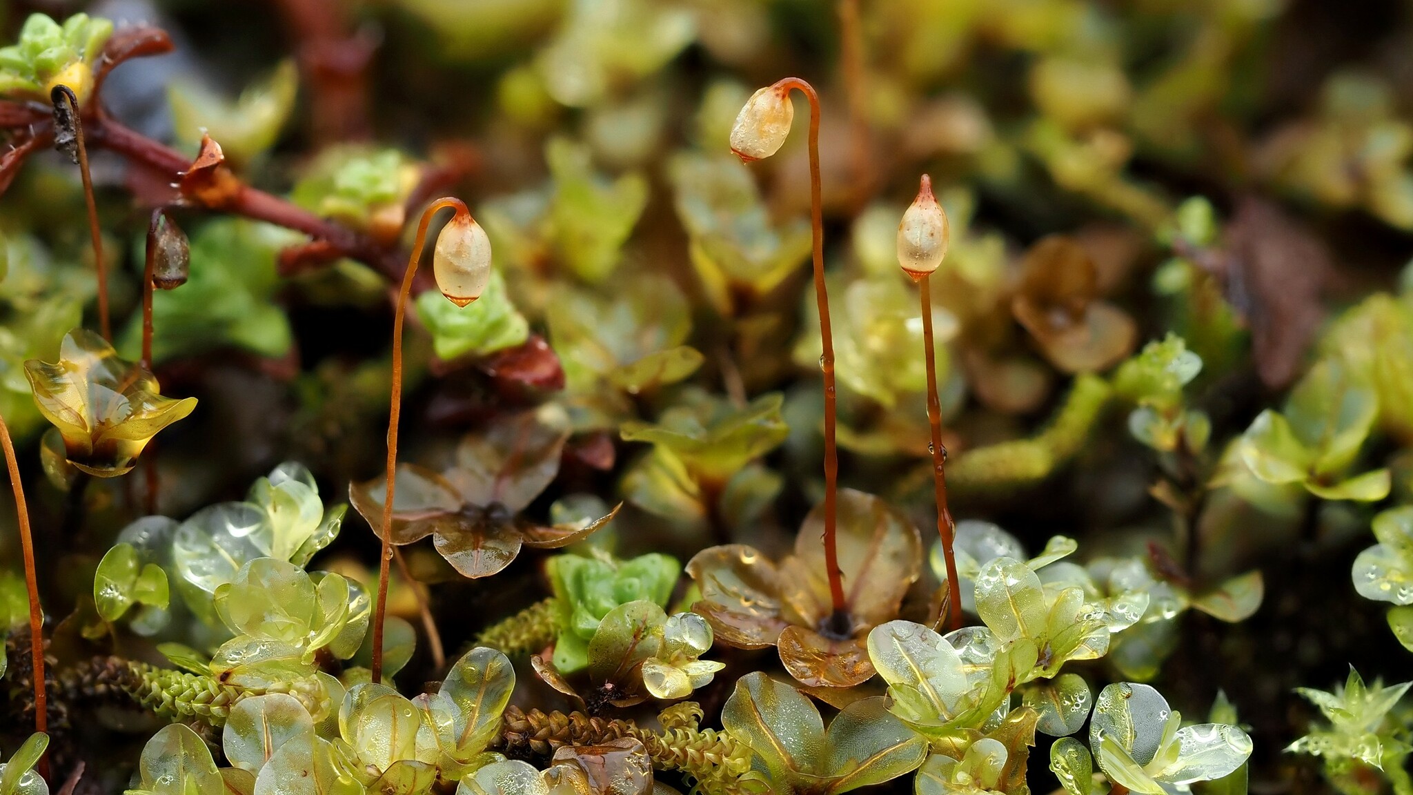 Rhizomnium pseudopunctatum