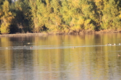 Podiceps auritus cornutus