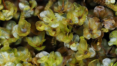 Rhizomnium pseudopunctatum observed 2022-10-09