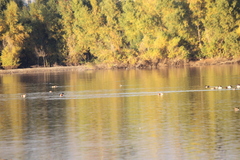 Podiceps auritus cornutus