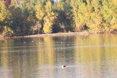 Podiceps auritus cornutus
