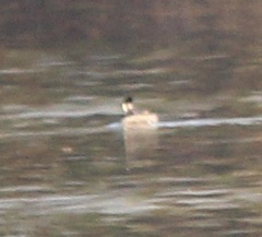 Podiceps auritus cornutus