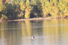 Podiceps auritus cornutus