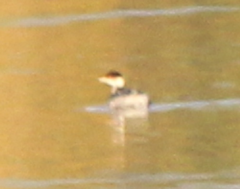Podiceps auritus cornutus