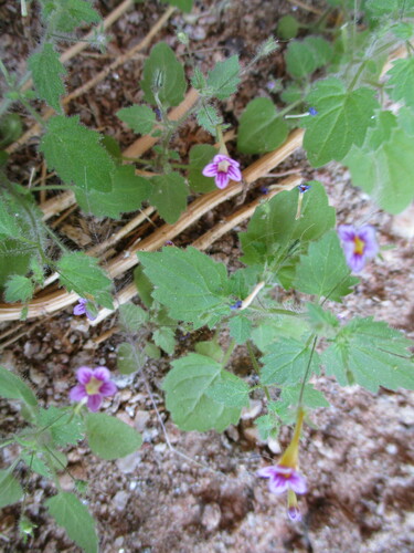 Jamesbrittenia tenella image