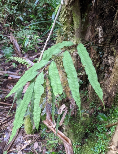 Selliguea albidosquamata observed 2023-06-23