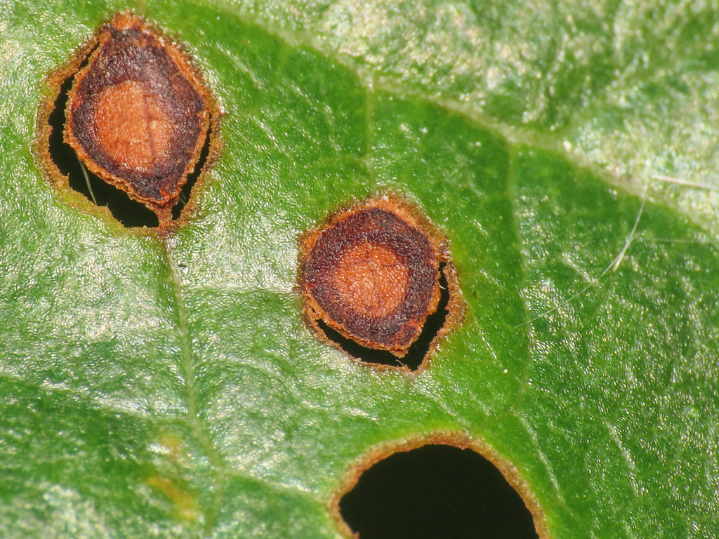 Maladie criblée sur une plante