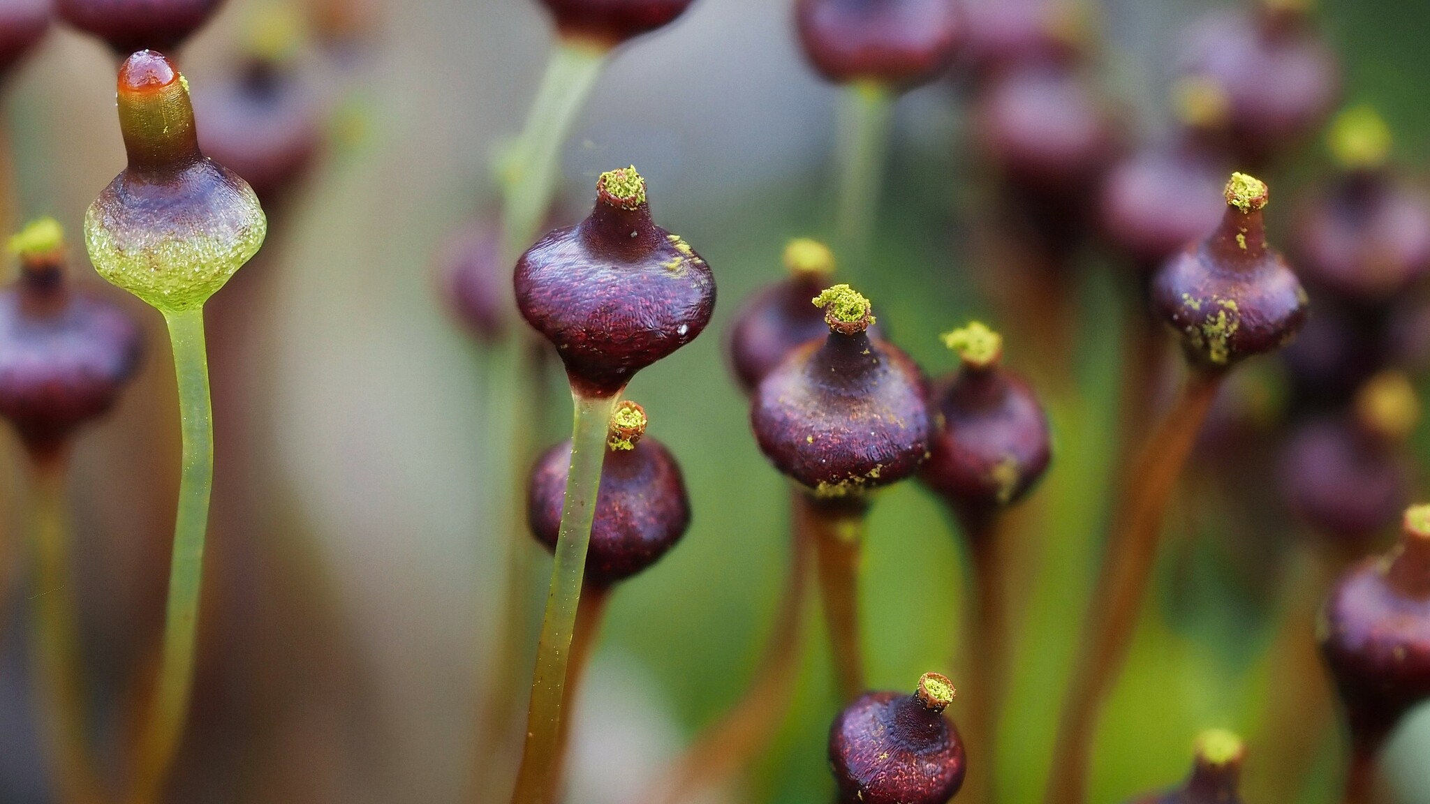 Splachnum vasculosum