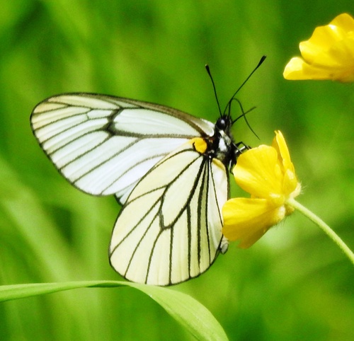 Aporia hippia