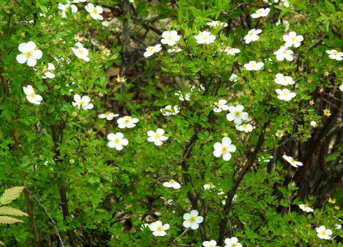 Image of Dasiphora glabrata by (c) Анна Васильченко, some rights reserved (CC BY)