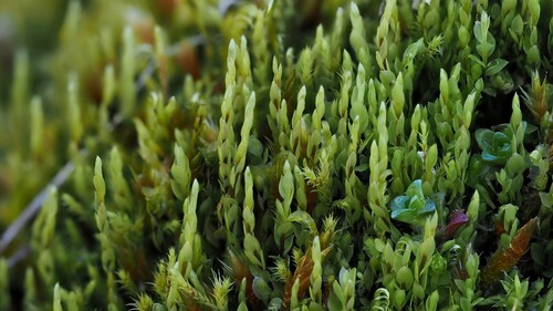 Cyrtomnium hymenophyllum, 2022-07-29