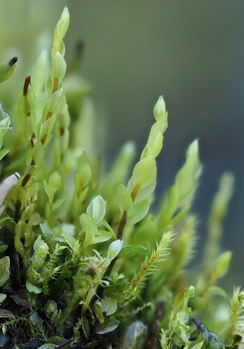 Cyrtomnium hymenophyllum