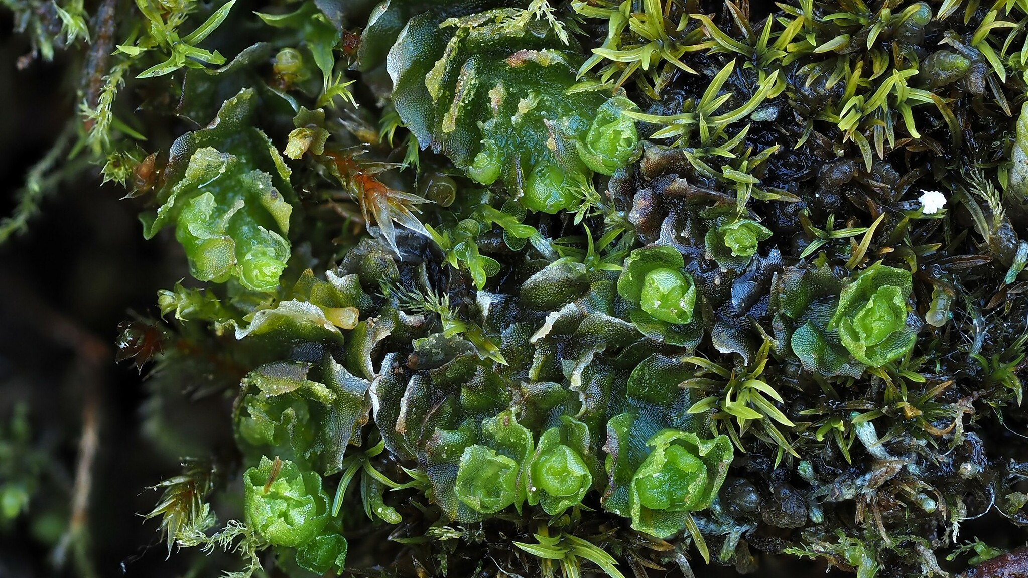 Schistochilopsis hyperarctica