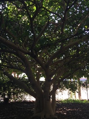 Ficus socotrana