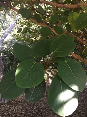 Ficus socotrana