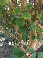 Ficus socotrana