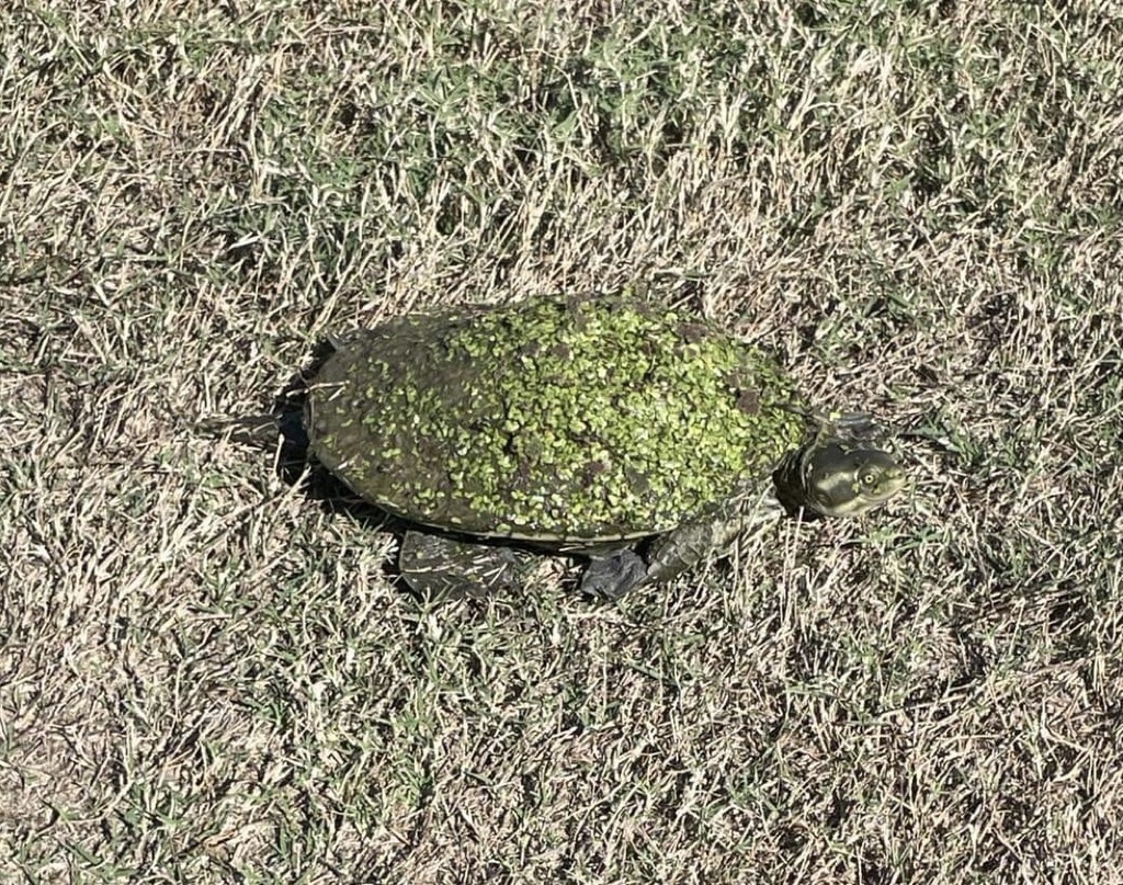 Krefft's River Turtle from Tropics Golf Club, Kirwan, QLD, AU on June ...