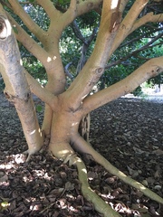 Ficus socotrana