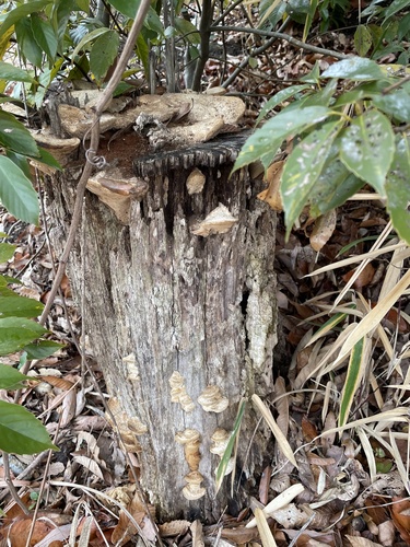 Fomitopsis dickinsii