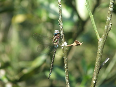 Rhionaeschna psilus