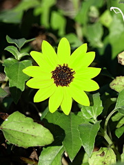 Helianthus debilis