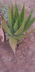 Aloe secundiflora