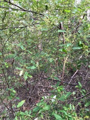 Trymalium odoratissimum