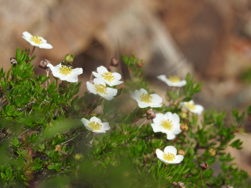 Image of Dasiphora glabrata by (c) Анна Васильченко, some rights reserved (CC BY)