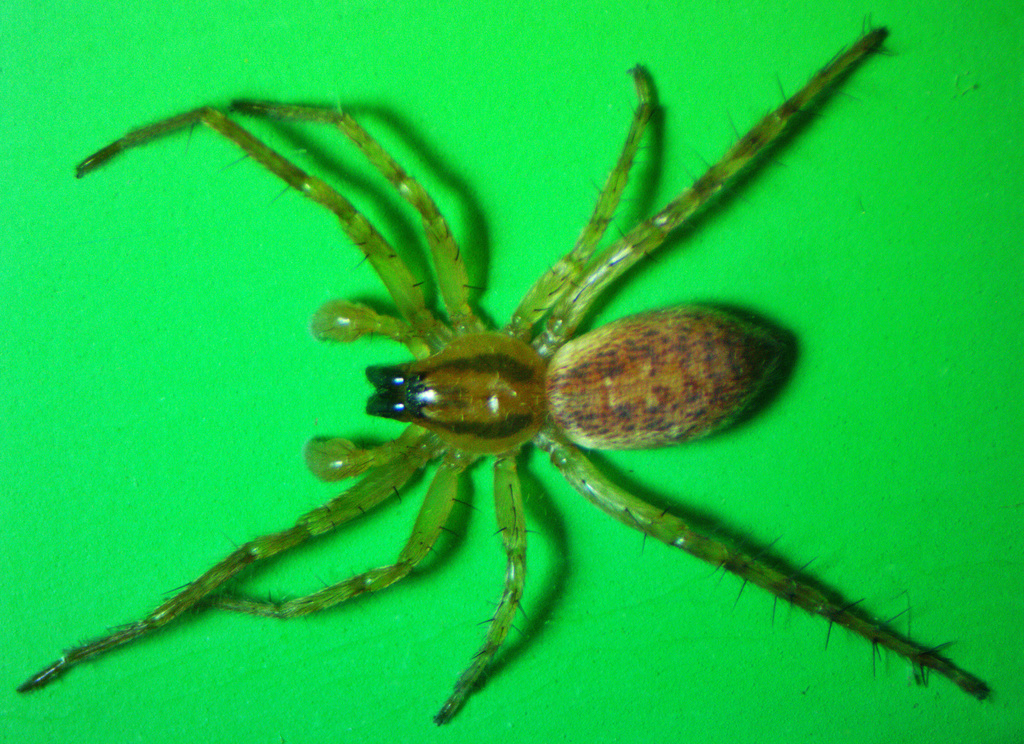 garden ghost spider from Park Forest Village, PA 16803, USA on December