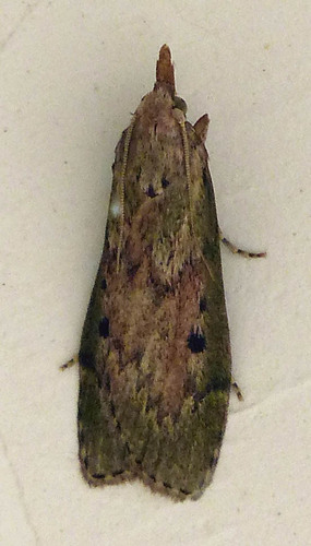 Aphomia sociella