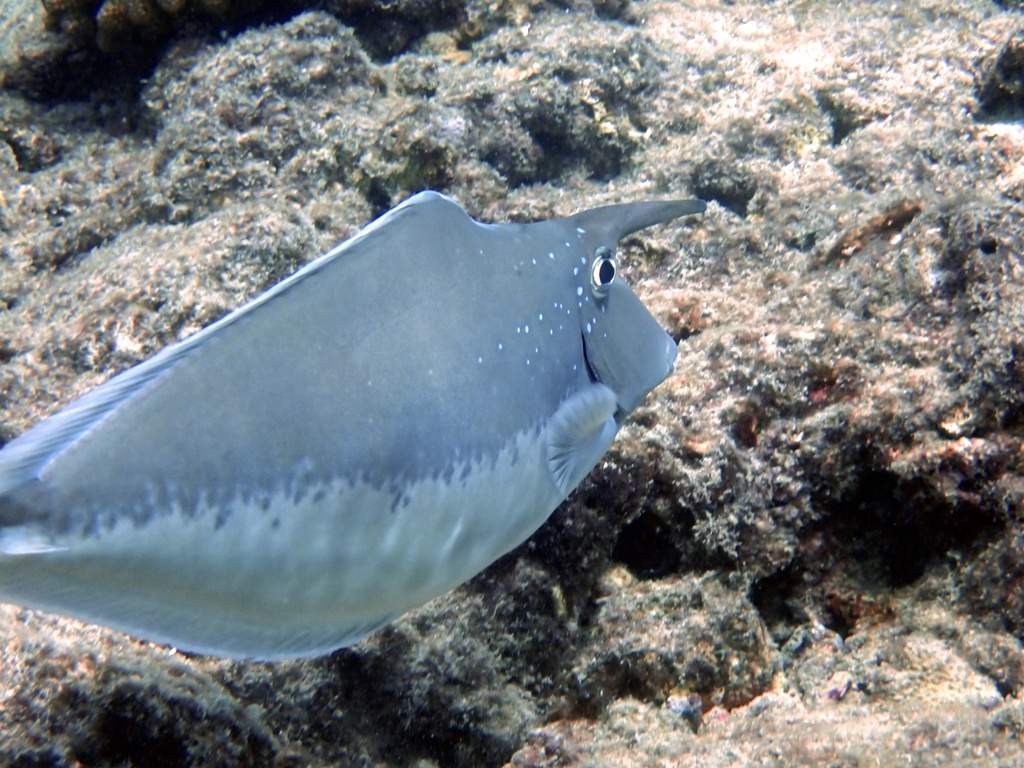 Humpback unicornfish (Naso brachycentron) — Acanthuridae