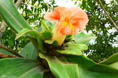 Costus asplundii