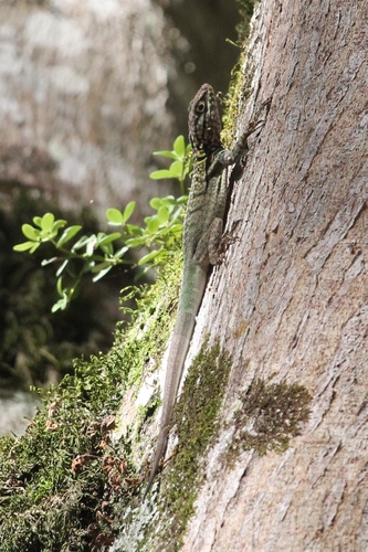 Tropidurus melanopleurus