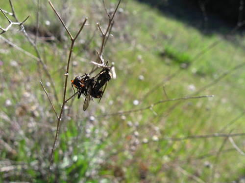iNaturalist observation photo of Empidini