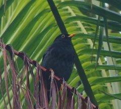 Turdus flavipes