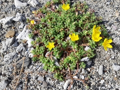 Portulaca psammotropha
