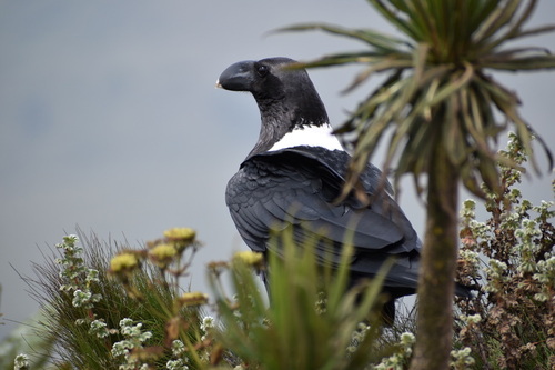 White-necked Raven observed in Mount Sabyinyo, Congo - Kinshasa by neomapas@iNaturalist