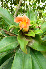 Costus asplundii
