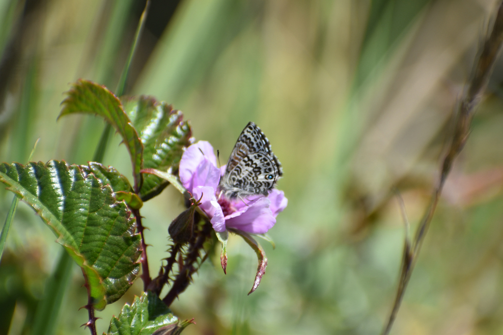 Harpendyreus reginaldi