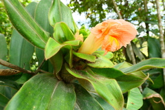 Costus asplundii