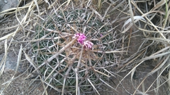 Echinofossulocactus obvallatus
