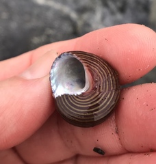 Calliostoma