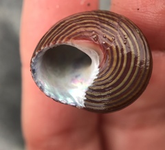 Calliostoma