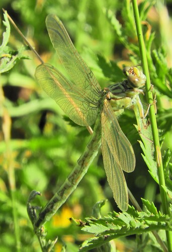 River Clubtail, 5307 Poederoijen, Nederland, photo 7 of 10