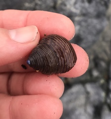 Calliostoma