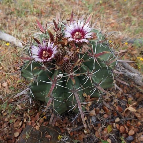 Ferocactus recurvus