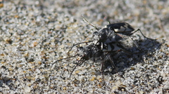Cicindela latesignata