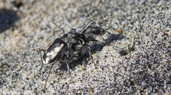 Cicindela latesignata